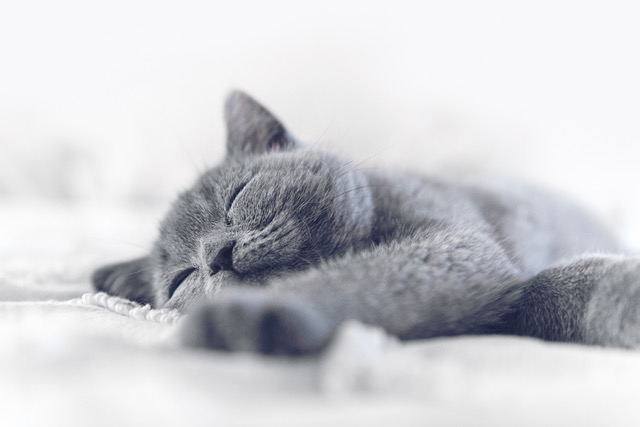 kitten sleeping