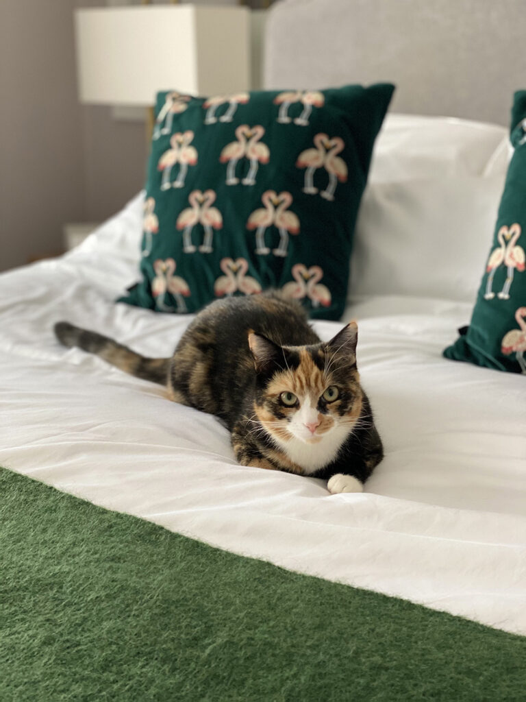 Tielle Love Luxury bed linen with Pickle the kitten