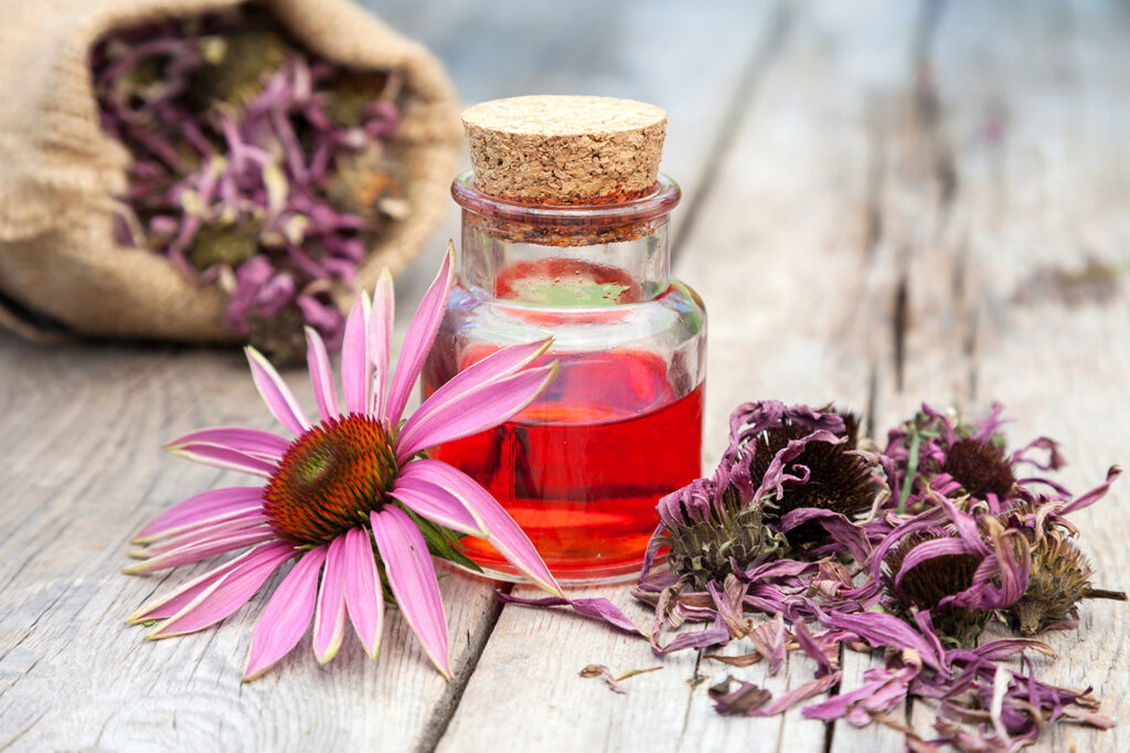 Echinacea for cold remedies
