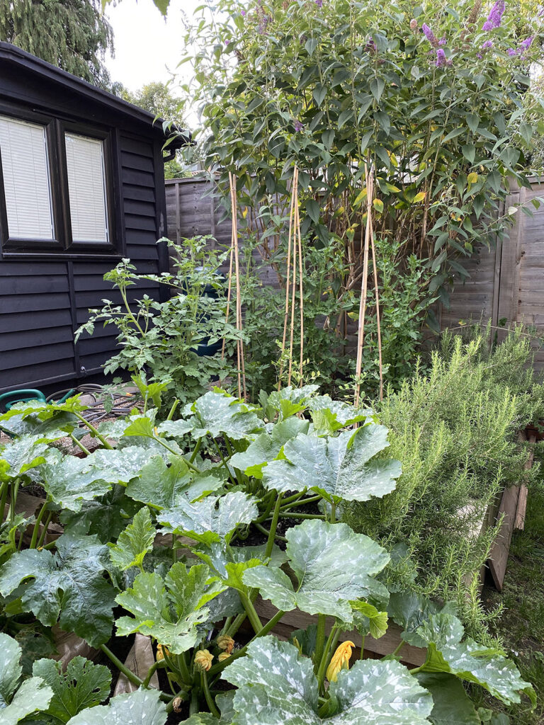 vegetable patch long garden ideas
