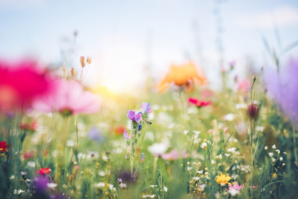 Hay fever treatment and summer meadow Style & Decor blog