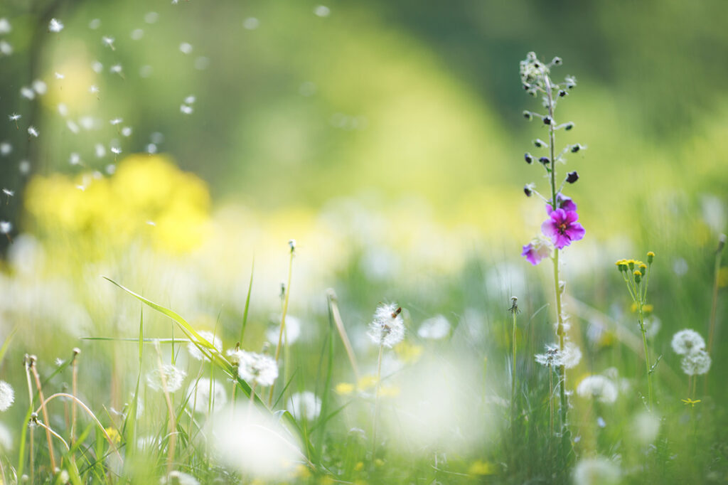 Wild flowers to illustrate pollen and hay fever treatment on Style & Decor blog